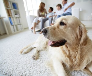 Petting a Dog Does Your Brain Some Good