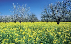 Blooming Trees Can Bring Misery to Allergy Sufferers